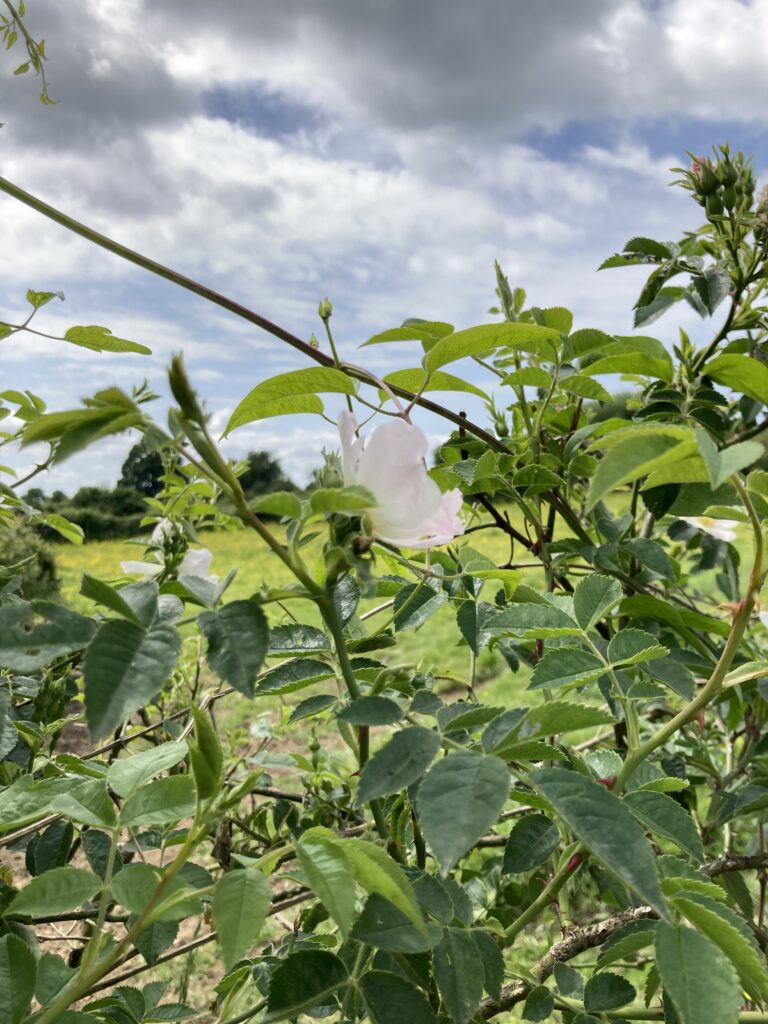 feuilles seine nourricière